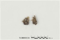 藏品(曲柄苔屬)的圖片